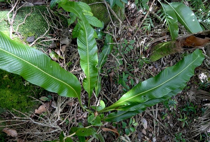 Niphidium crassifolium