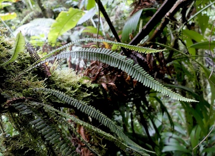 Mycopteris taxifolia