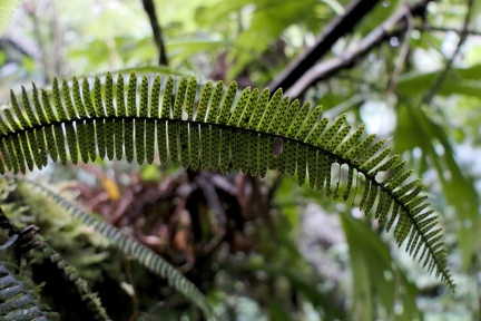 Mycopteris taxifolia