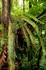 Mycopteris taxifolia