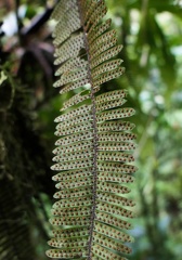 Mycopteris taxifolia