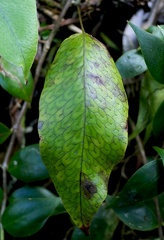 Serpocaulon levigatum 