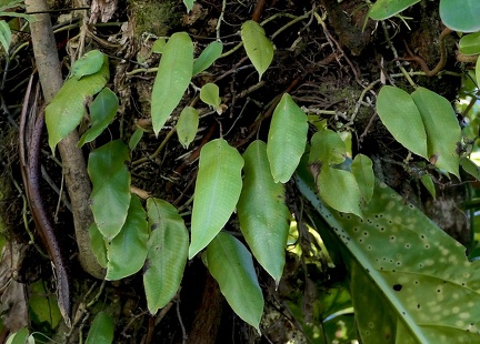 Serpocaulon levigatum 