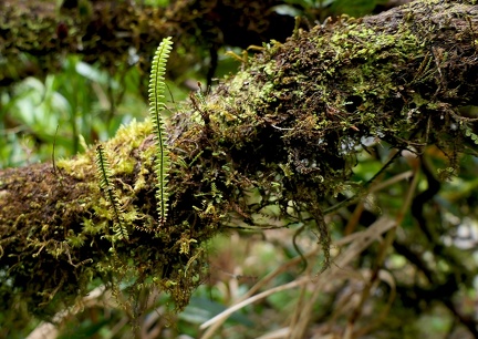 Lellingeria hartii