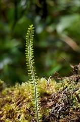 Lellingeria hartii