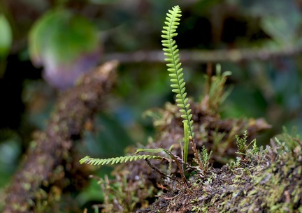 Lellingeria hartii