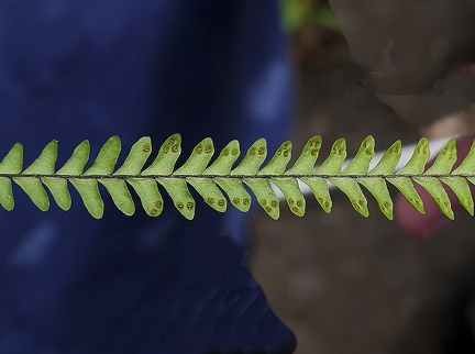 Lellingeria suspensa