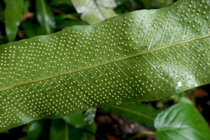 Campyloneurum phyllitidis