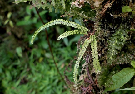 Moranopteris taenifolia