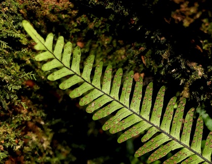 Lellingeria tenuicula