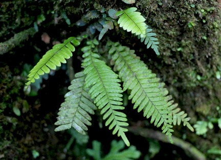 Lellingeria tenuicula