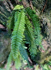 Lellingeria tenuicula