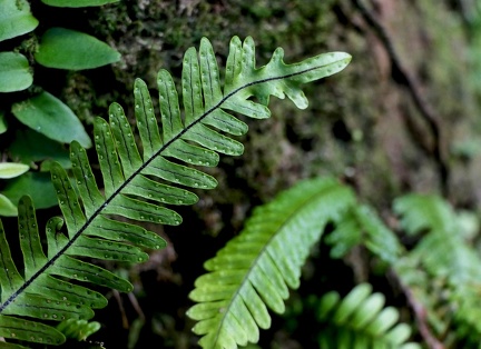 Lellingeria tenuicula