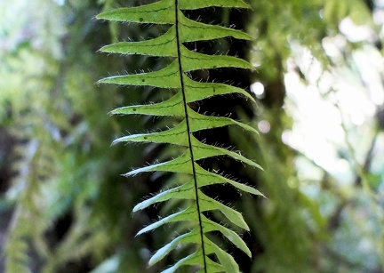 Terpsichore asplenifolia