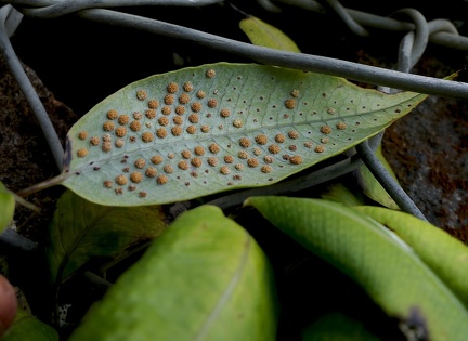 Serpocaulon levigatum 