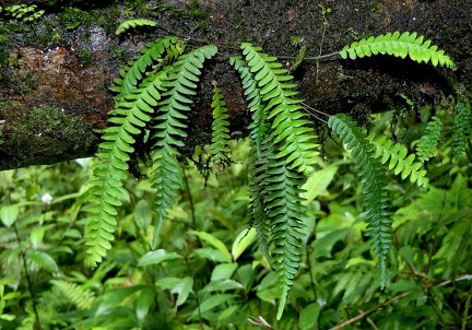 Terpsichore eggersii