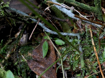 Serpocaulon loriceum