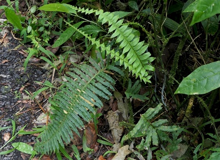 Serpocaulon loriceum