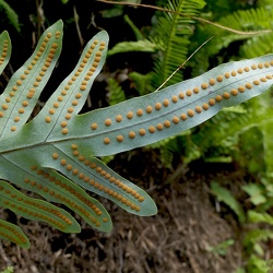 Polypodiaceae