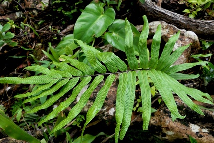 Serpocaulon triseriale