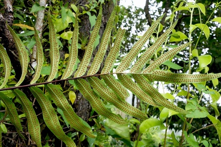 Serpocaulon triseriale