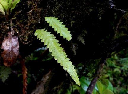 Enterosora trifurcata