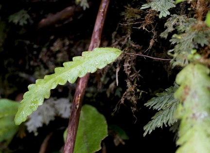 Enterosora trifurcata