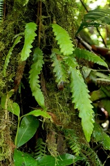 Enterosora trifurcata