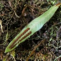 Grammitis limbata