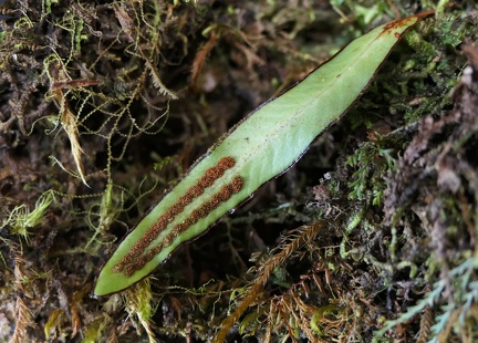 Grammitis limbata