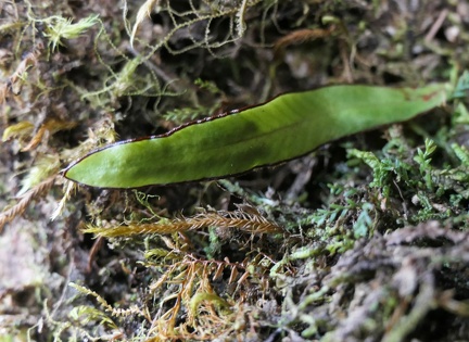 Grammitis limbata