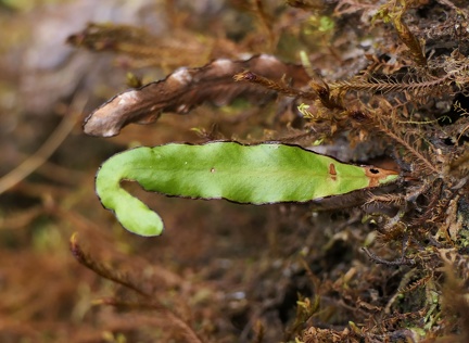 Grammitis limbata