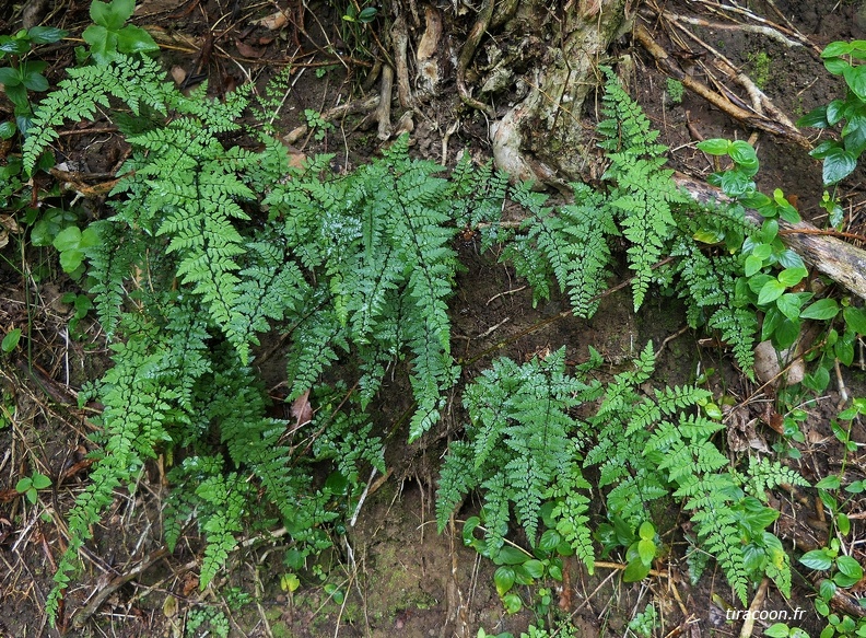 Cheilanthes microphylla