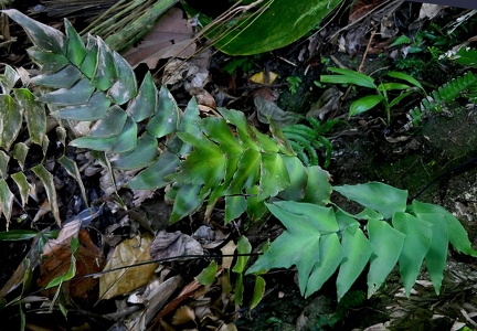 Adiantum macrophyllum