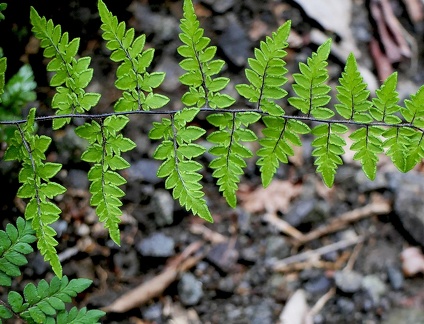 Cheilanthes microphylla