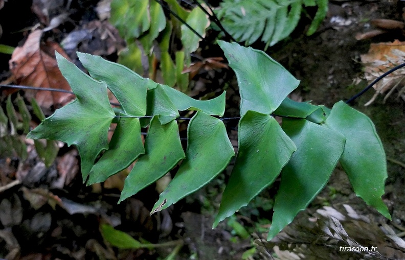 Adiantum macrophyllum