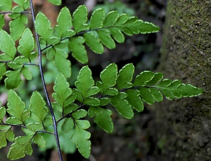 Cheilanthes microphylla