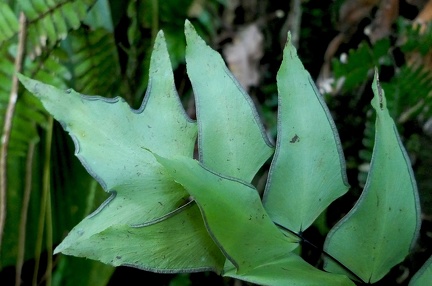 Adiantum macrophyllum