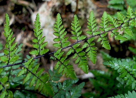 Cheilanthes microphylla