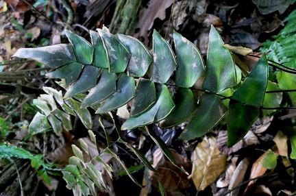 Adiantum macrophyllum