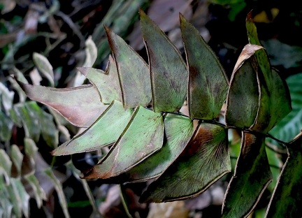 Adiantum macrophyllum