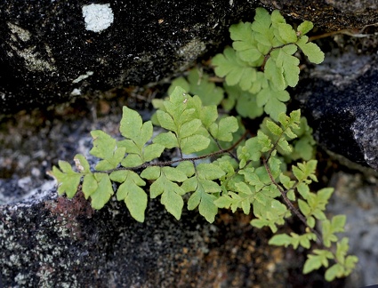 Cheilanthes microphylla