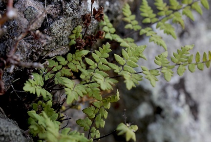 Cheilanthes microphylla