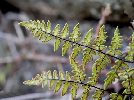 Cheilanthes microphylla