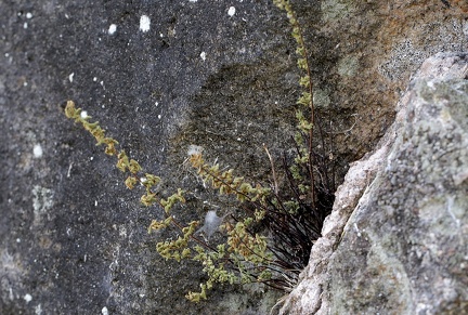 Cheilanthes microphylla