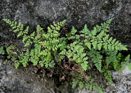 Cheilanthes microphylla