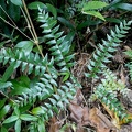 Adiantum petiolatum