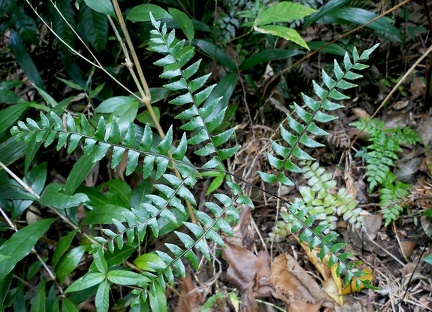 Adiantum petiolatum