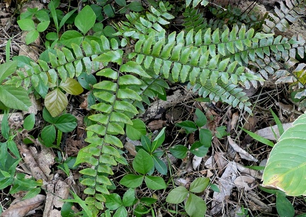 Adiantum petiolatum