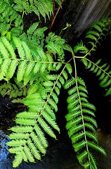 Pteris tripartita